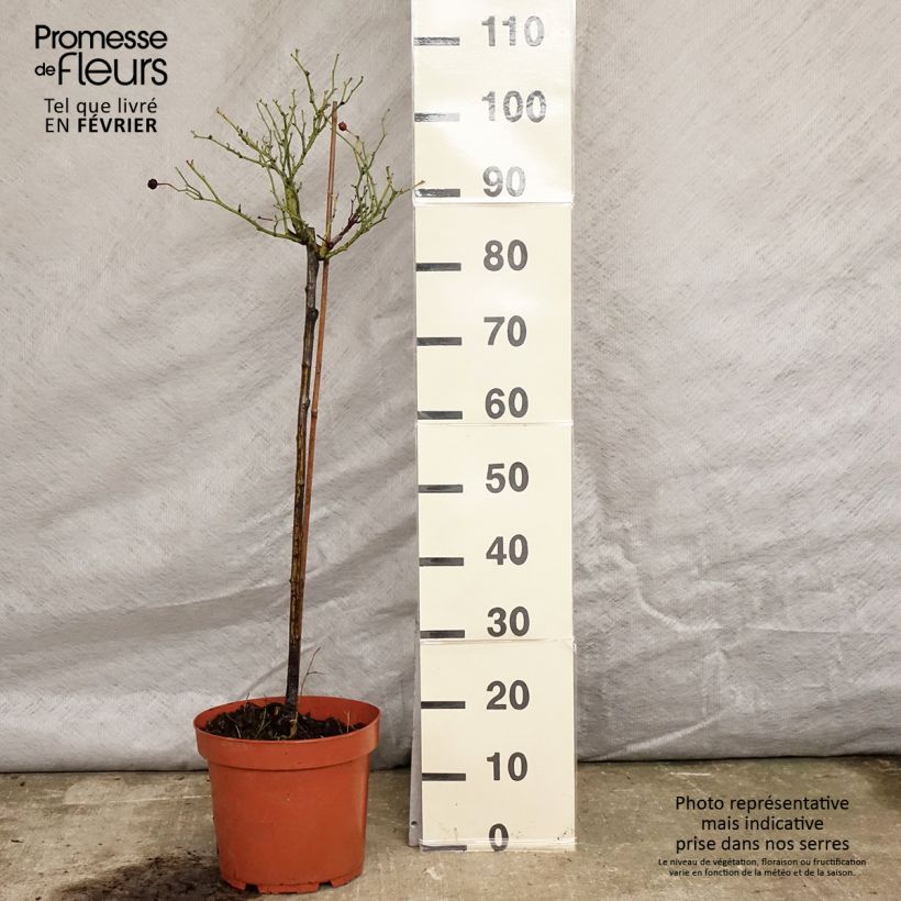 Rosa x polyantha 'Honeymilk' - Standard Rose 7.5L/10L pot sample as delivered in winter