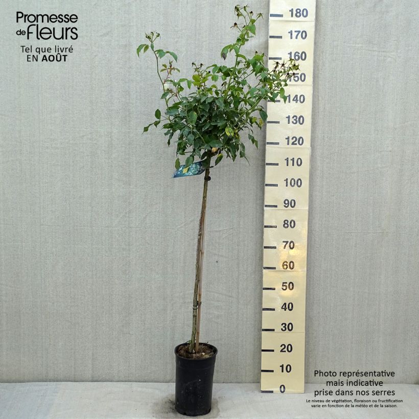 Rosa  'Fée des Neiges' (Iceberg) - Standard Rose 7.5L/10L pot, Standard sample as delivered in summer