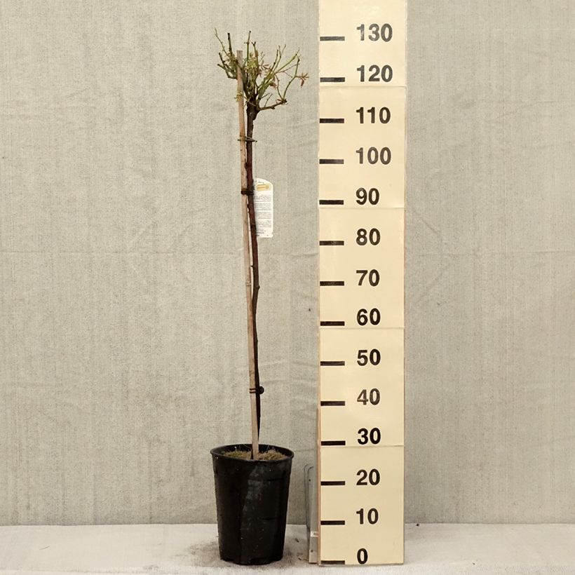 Rosa  'Fée des Neiges' (Iceberg) - Standard Rose 7.5L/10L pot, Standard sample as delivered in spring