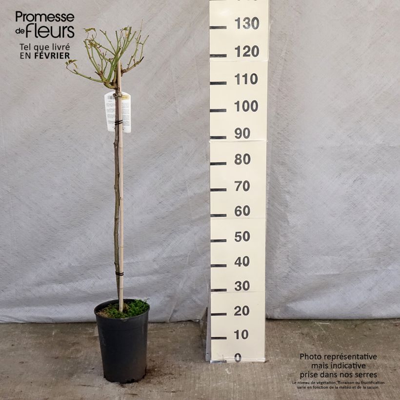 Rosa  'Fée des Neiges' (Iceberg) - Standard Rose 7.5L/10L pot sample as delivered in winter