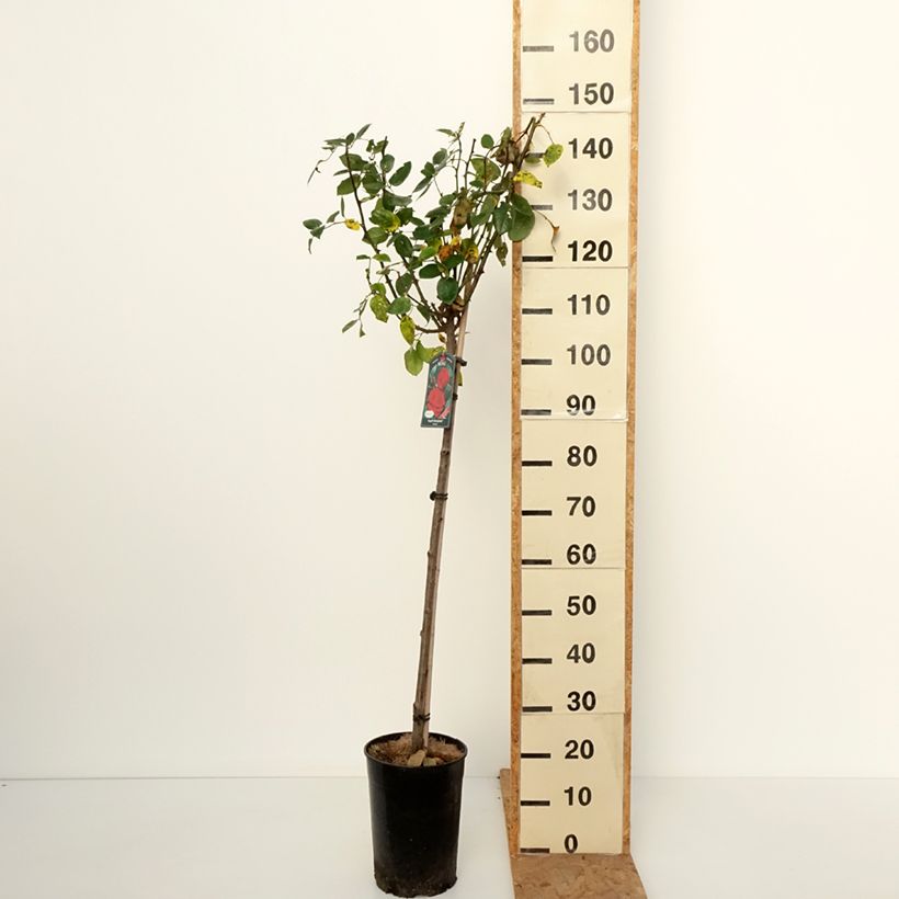 Rosa 'Ingrid Bergman' - Standard Rose 7.5L/10L pot, Standard sample as delivered in autumn