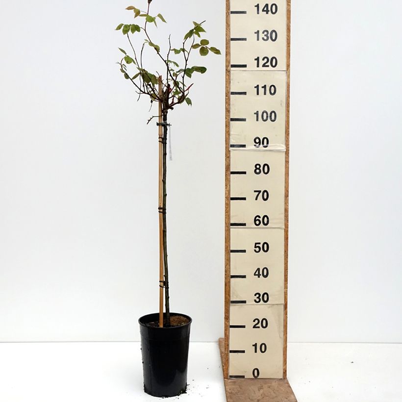 Rosa 'Ingrid Bergman' - Standard Rose 7.5L/10L pot, Standard sample as delivered in spring
