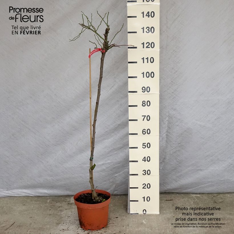 Rosa x floribunda Decorosier Kadora - Standard Rose 7.5L/10L pot, Standard sample as delivered in winter