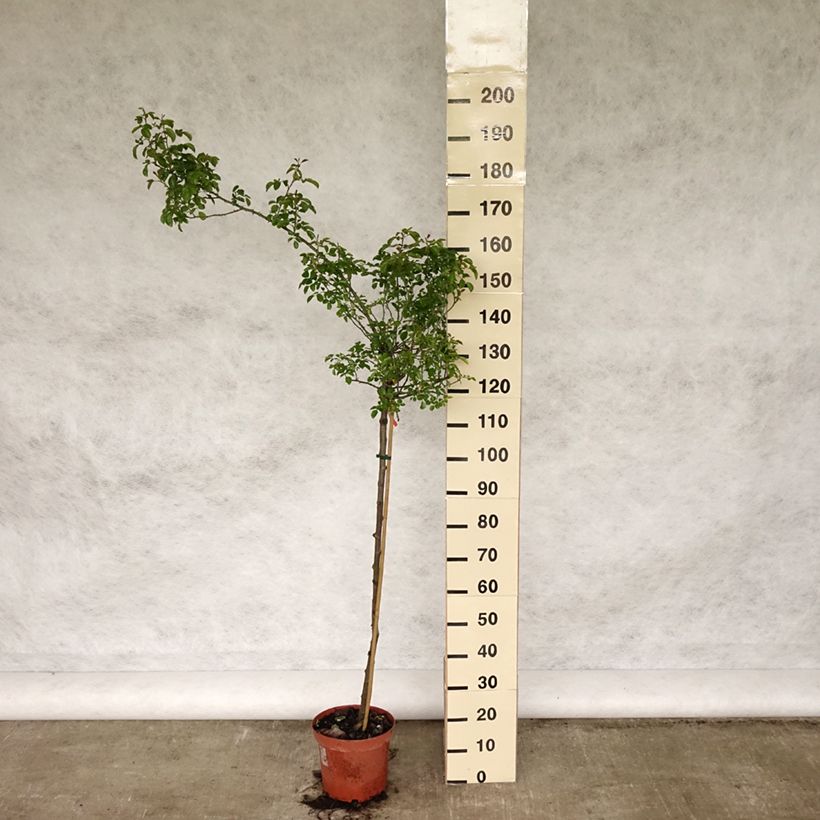 Rosa x floribunda Decorosier Kadora - Standard Rose 7.5L/10L pot, Standard sample as delivered in spring