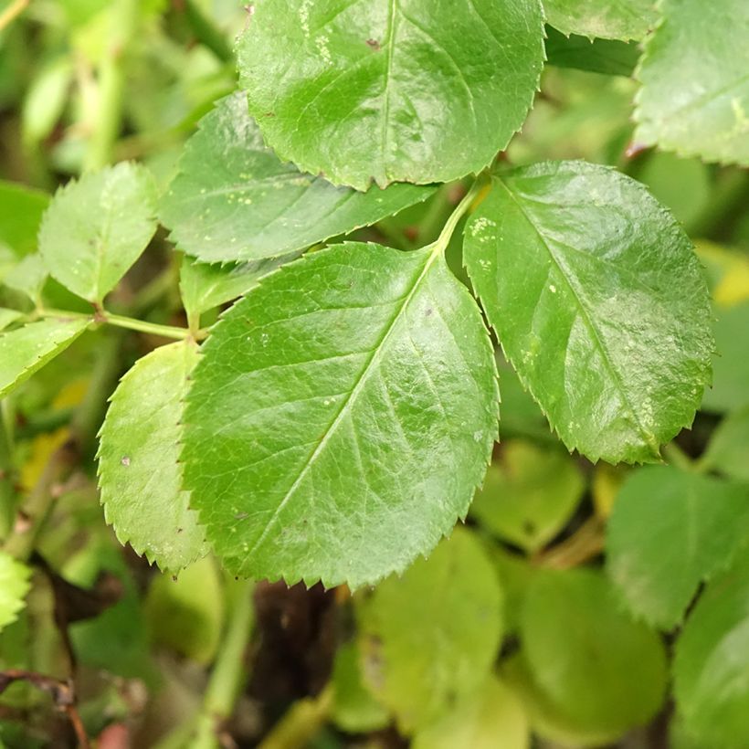 Rosa x floribunda Decorosier Kadora - Standard Rose (Foliage)