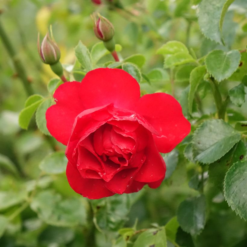 Rosa x floribunda Decorosier Kadora - Standard Rose (Flowering)