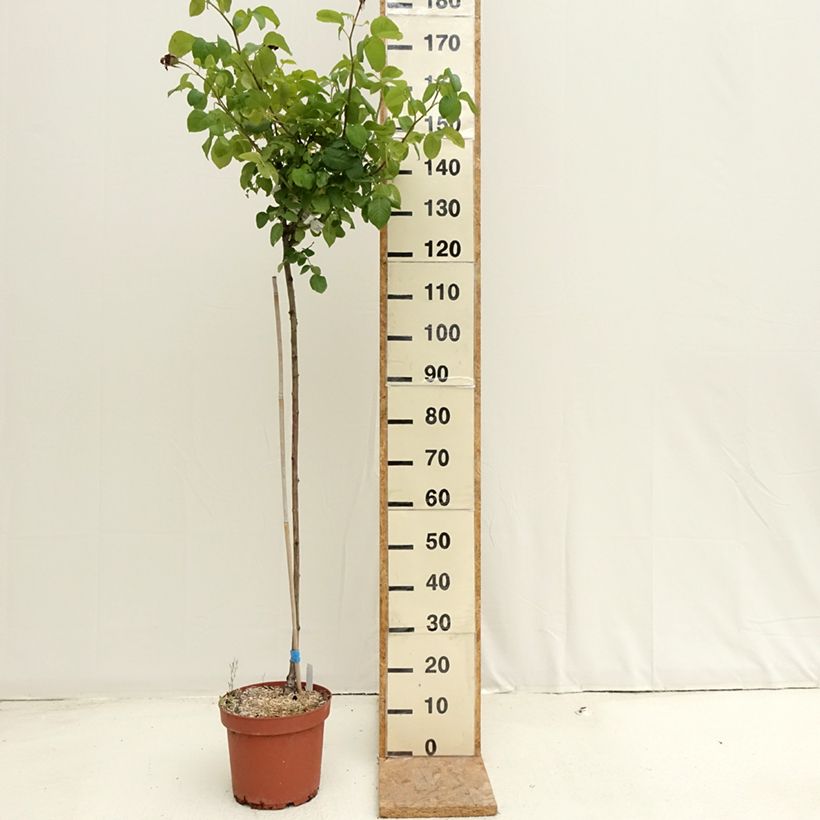 Rosa Landora - Standard Rose 7.5L/10L pot, Standard sample as delivered in summer