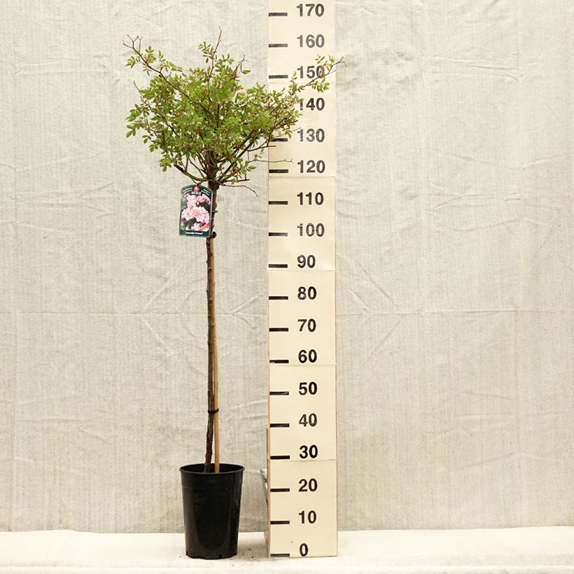 Rosa Lavender Dream - Shrub Rose 7.5L/10L pot, Standard sample as delivered in spring