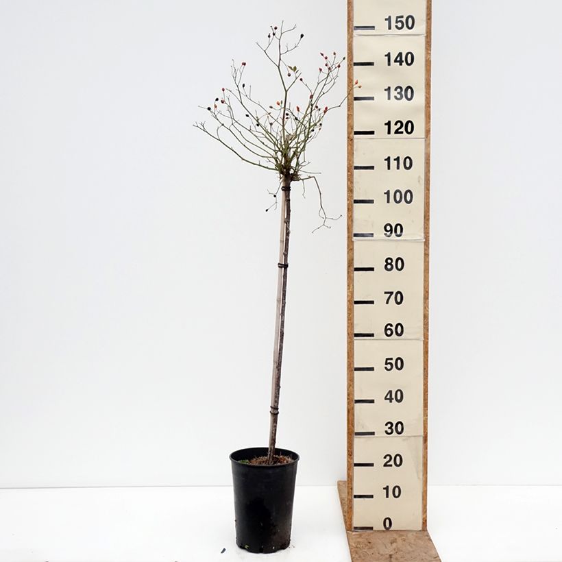 Rosa Lavender Dream - Shrub Rose 7.5L/10L pot, Standard sample as delivered in winter