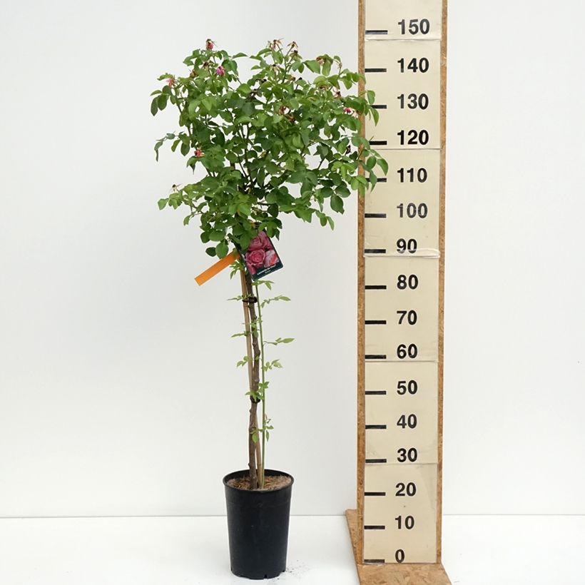 Rosa Leonardo da Vinci - Floribunda Rose 7.5L/10L pot sample as delivered in summer