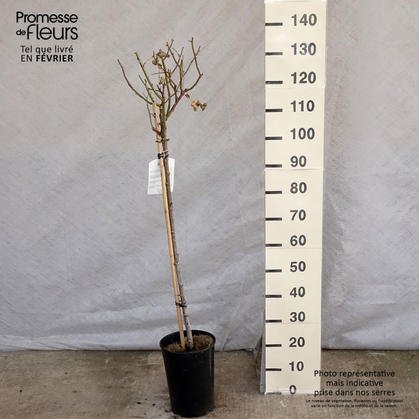 Rosa x floribunda Minerva - Floribunda Rose 7.5L/10L pot, Standard sample as delivered in winter
