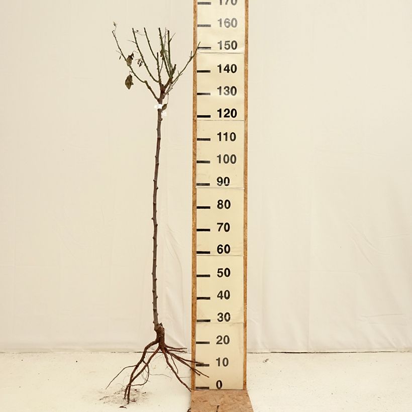 Rosa  Mister Lincoln - Standard Rose Bare root sample as delivered in winter