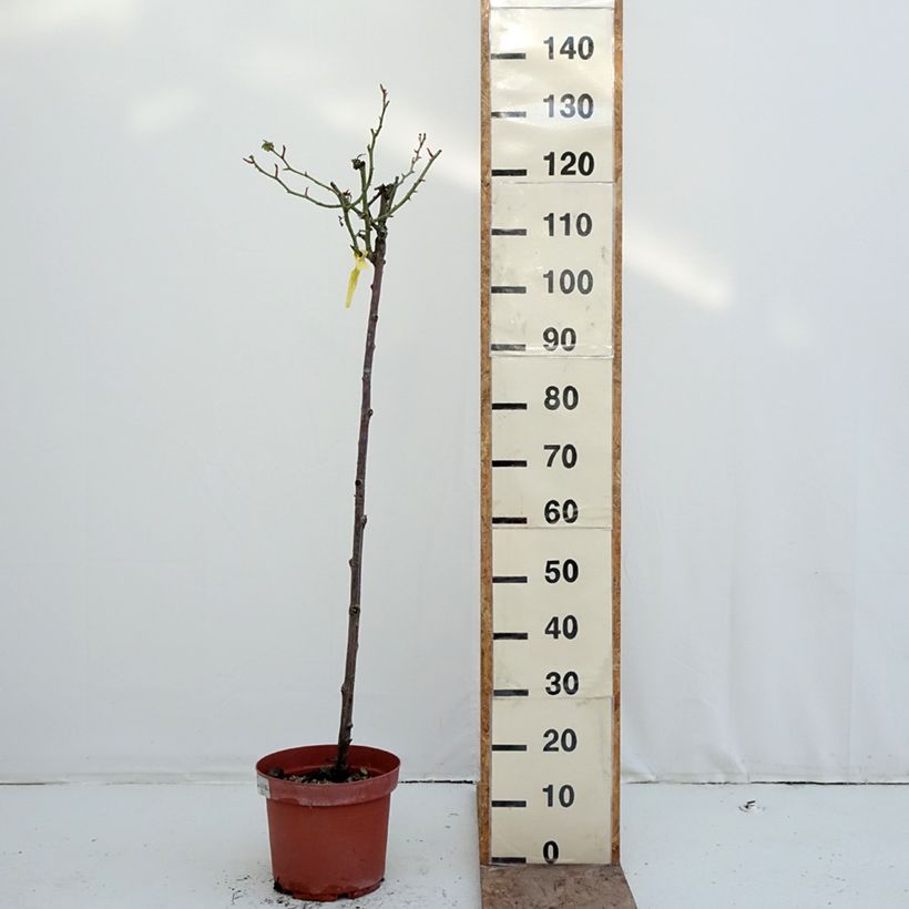 Rosa x floribunda 'Mythique' - Standard Rose 7.5L/10L pot, Standard sample as delivered in winter