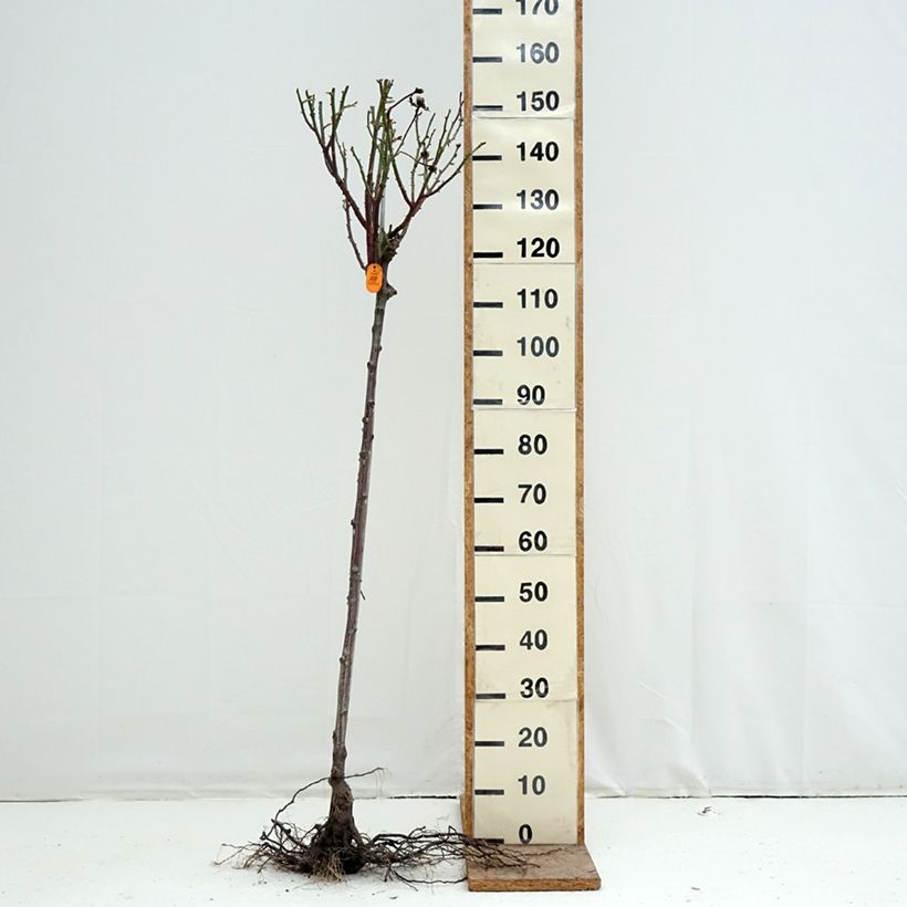 Rosa Pullman Orient Express 'Baipeace' - Standard Rose Bare root, Standard sample as delivered in winter