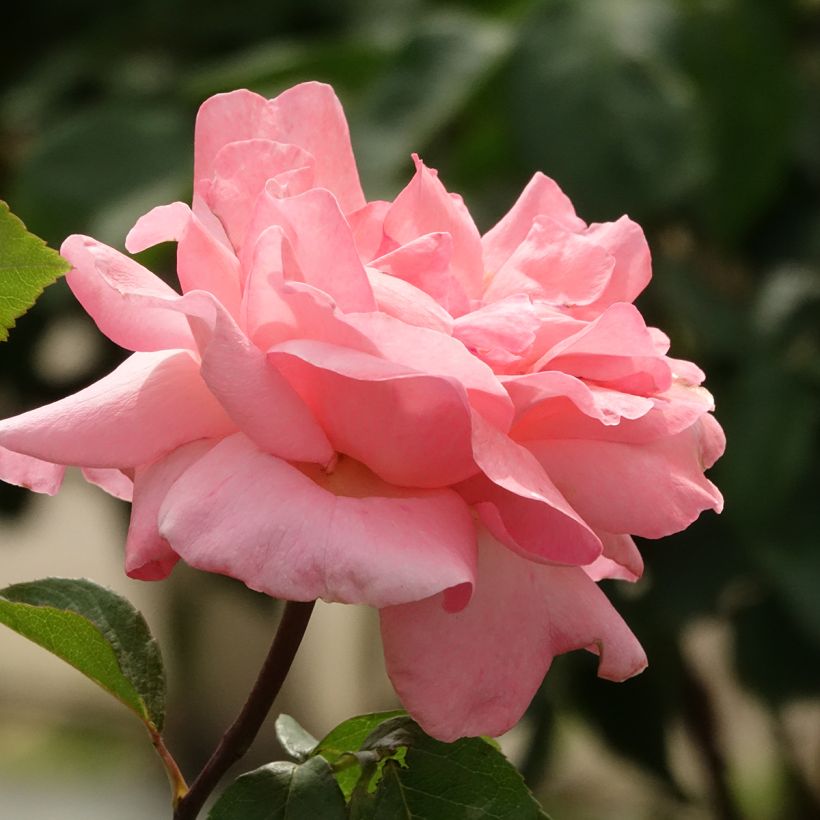 Rosa Queen Elizabeth - Standard Floribunda Rose (Flowering)