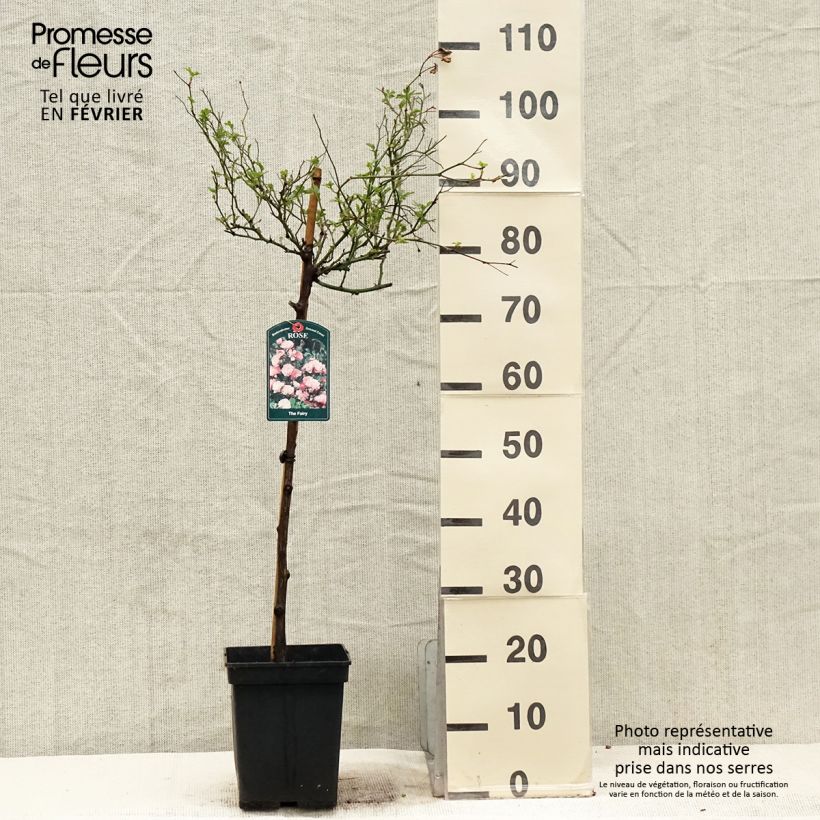 Rosa The Fairy - Standard Rose 7.5L/10L pot sample as delivered in winter