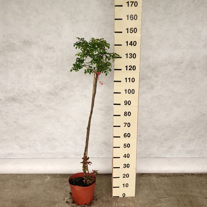 Rosa x polyantha SANS CONTRAINTES Toscana - Standard Rose 4L/5L pot, Standard sample as delivered in spring