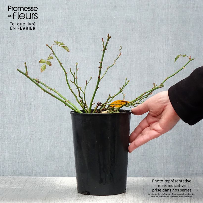 Rosa x polyantha - Sans Contraintes - 'Toscana' - Ground Cover Rose 3L/4L pot sample as delivered in winter