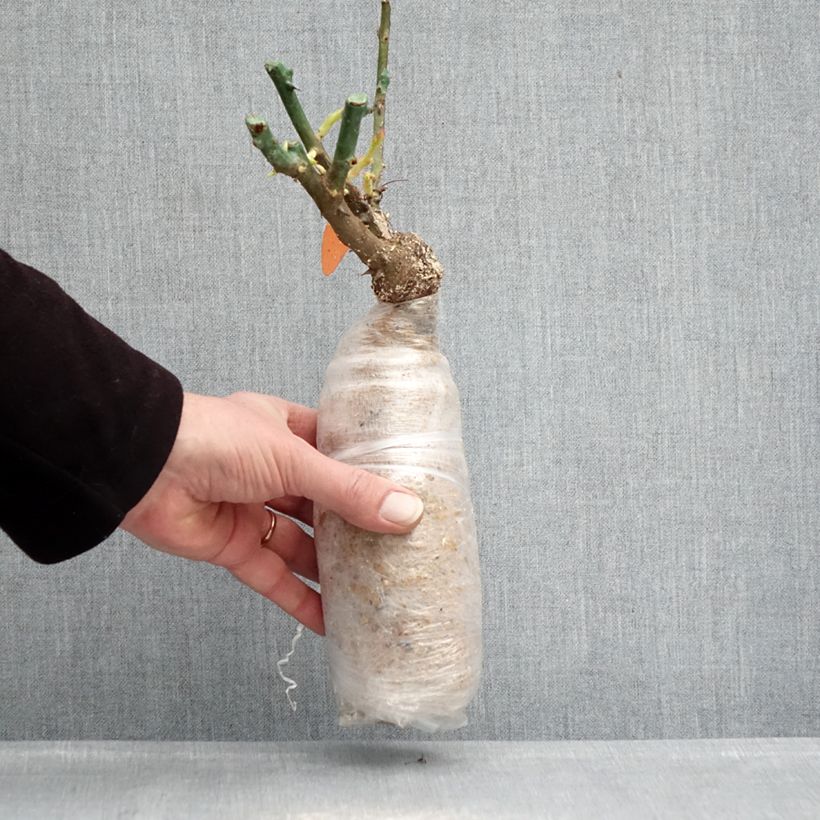 Rosa Urban Streetlight Phoenix Shrub Rose Wrapped bare root sample as delivered in winter