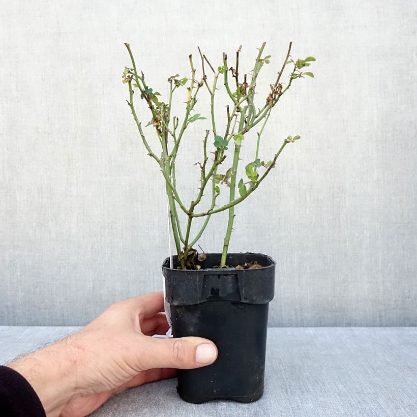 Rosa x floribunda Urban Streetlight Rekord Cubana - Floribunda Groundcover Rose 10cm/11cm pot sample as delivered in autumn