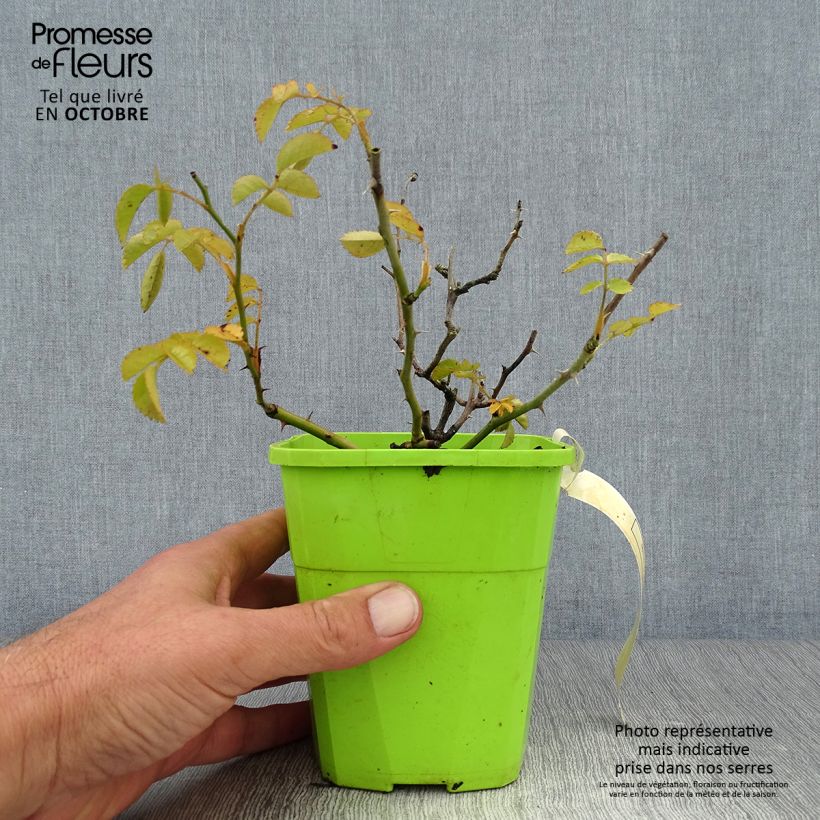 Rosa x floribunda Urban Streetlight Rekord Sommerabend - Groundcover Floribunda Rose 3L/4L pot sample as delivered in autumn