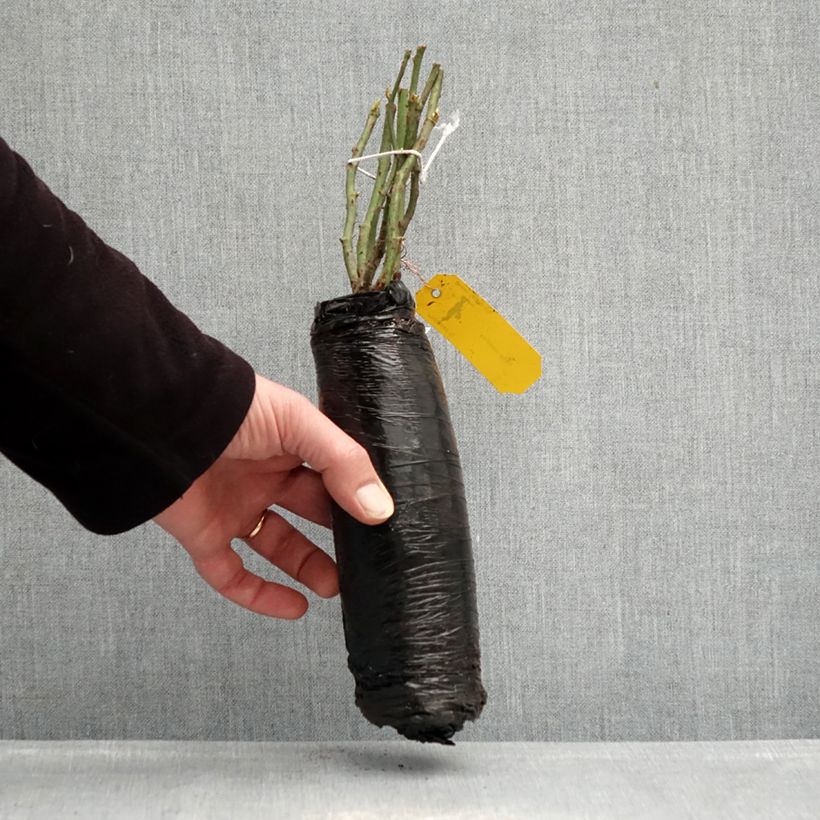 Rosa x floribunda Urban Streetlight Rekord Sommerabend - Groundcover Floribunda Rose Wrapped bare root sample as delivered in winter