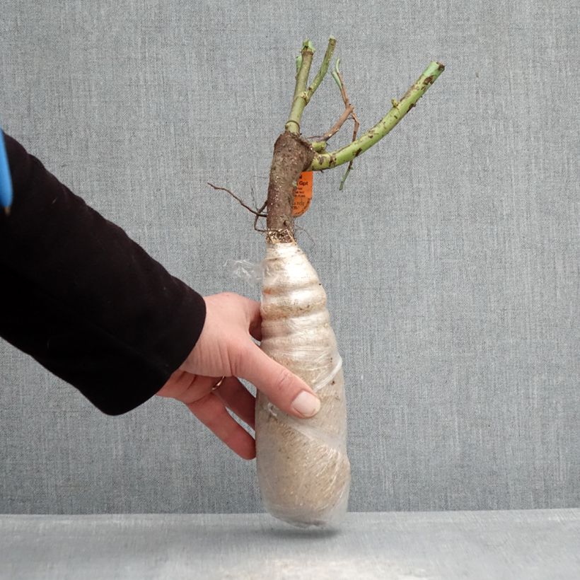 Rosa x polyantha Urban Streetlight Sunmaid - Groundcover Shrub Rose Wrapped bare root sample as delivered in winter