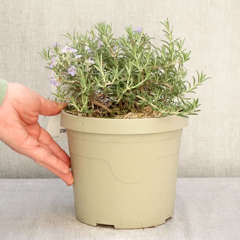 Rosmarinus officinalis Blue Cascade 3L/4L pot sample as delivered in winter
