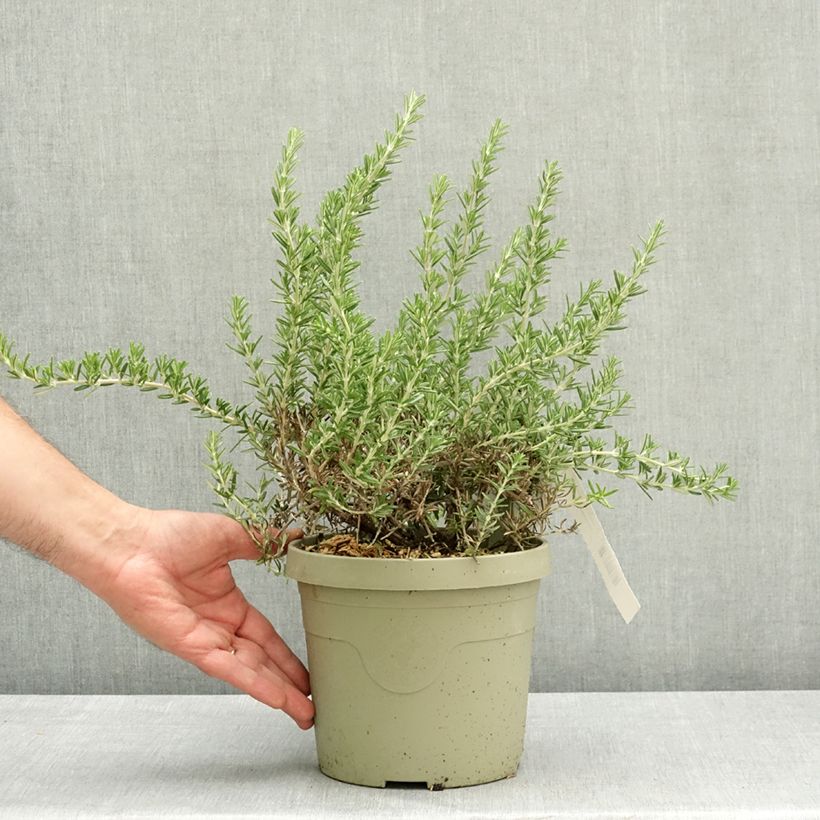 Rosmarinus officinalis Blue Cascade 3L/4L pot sample as delivered in spring