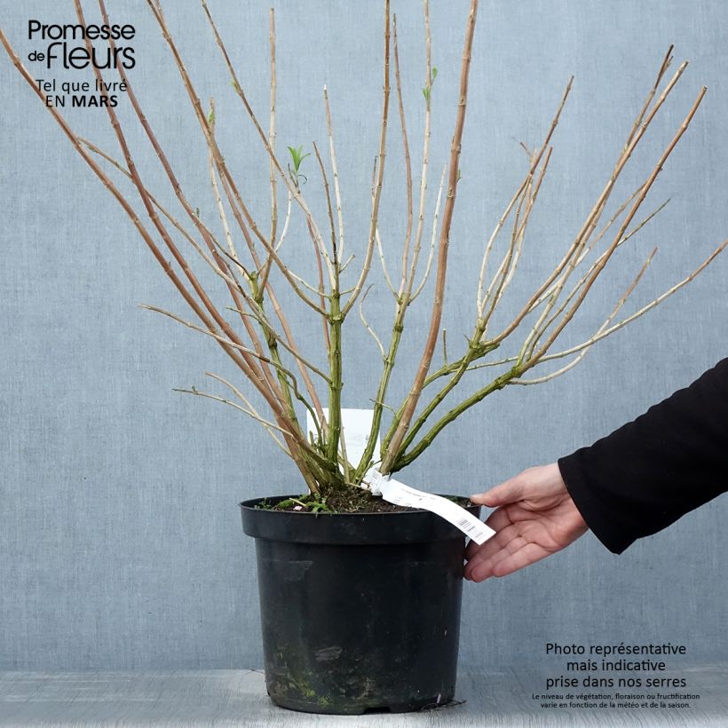 Rostrinucula dependens Happy Cascade 7.5L/10L pot sample as delivered in spring