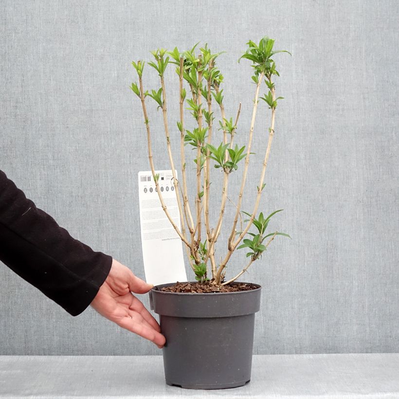 Rostrinucula dependens  - Tree Mint 3L/4L pot sample as delivered in spring