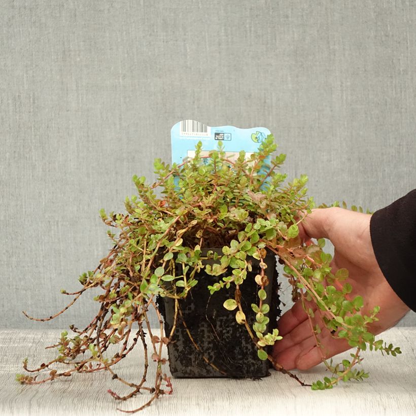 Rotala indica 1L/1.5L pot sample as delivered in autumn