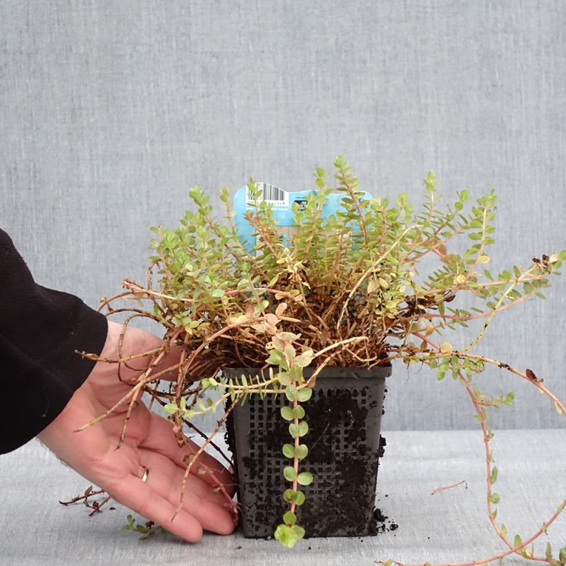 Rotala indica 1L/1.5L pot sample as delivered in winter