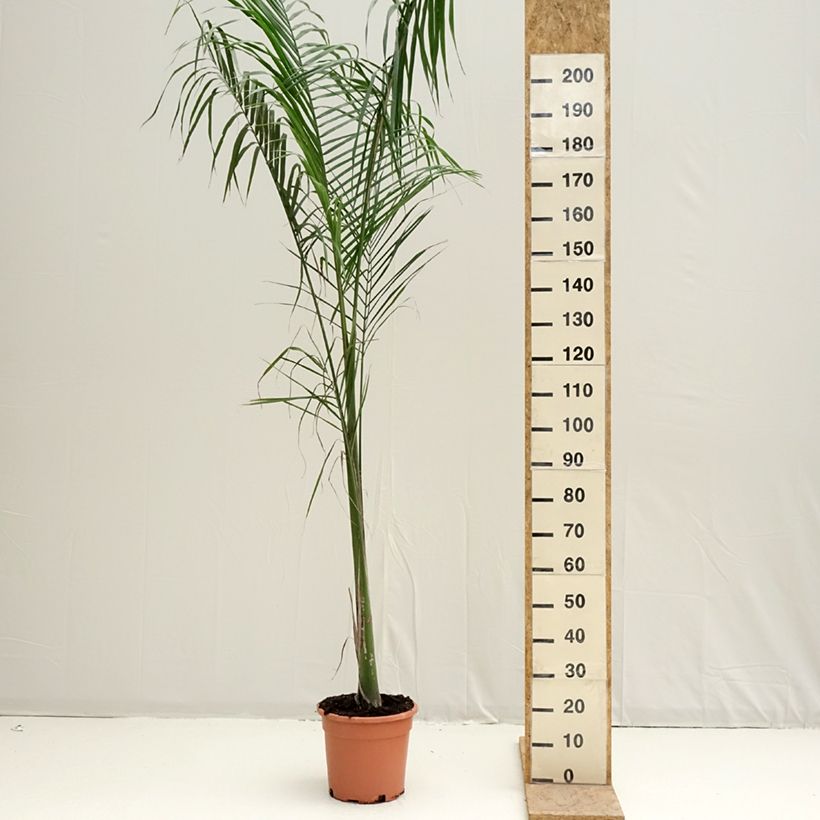 Roystonea regia - Cuban Royal Palm 7.5L/10L pot sample as delivered in spring
