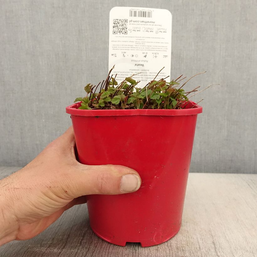 Rubus arcticus Beata 2L/3L pot sample as delivered in spring