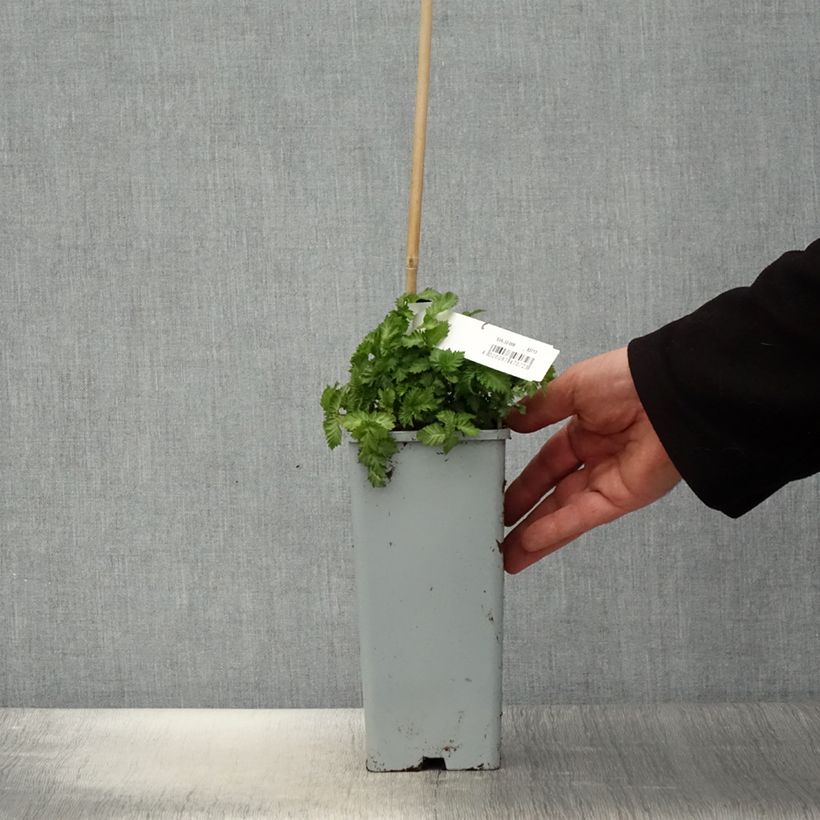 Rubus illecebrosus 2L/3L pot sample as delivered in spring