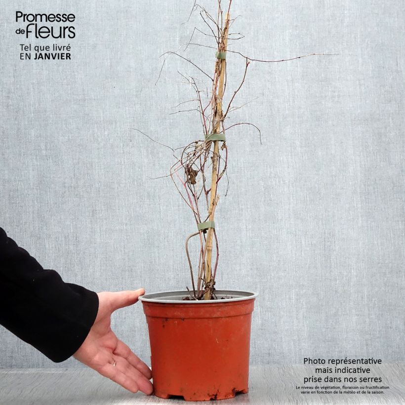 Rubus microphyllus Variegatus 3L/4L pot sample as delivered in winter