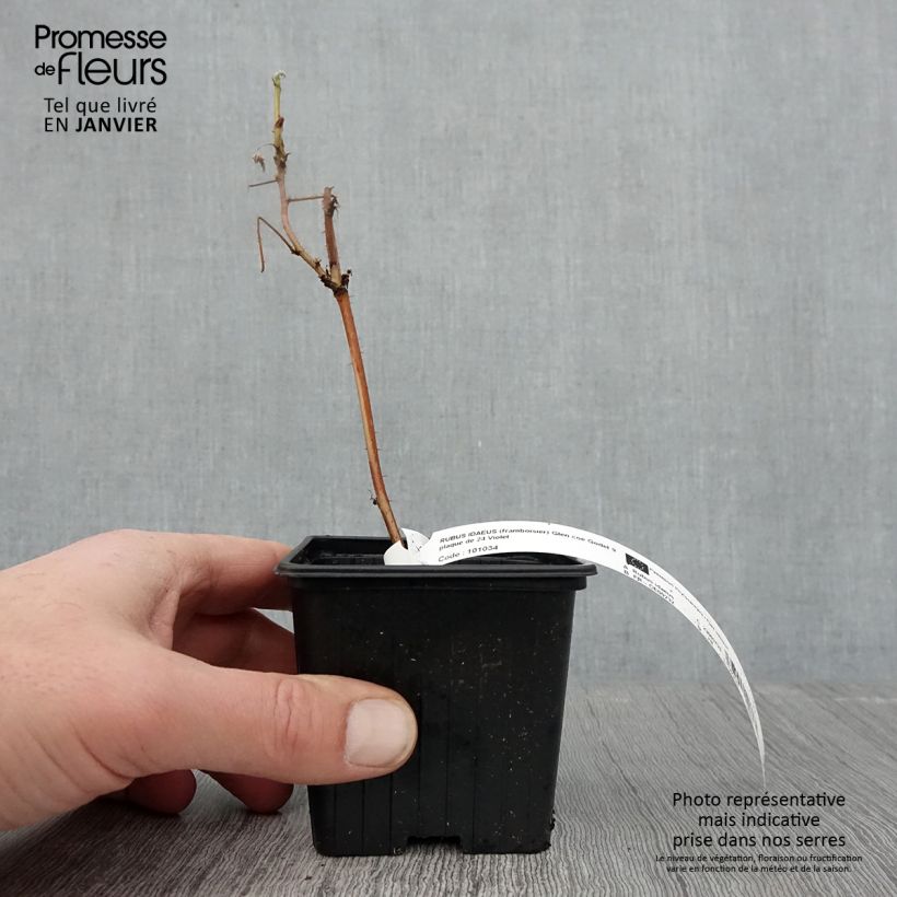 Glen Coe Raspberry 8/9 cm pot sample as delivered in winter