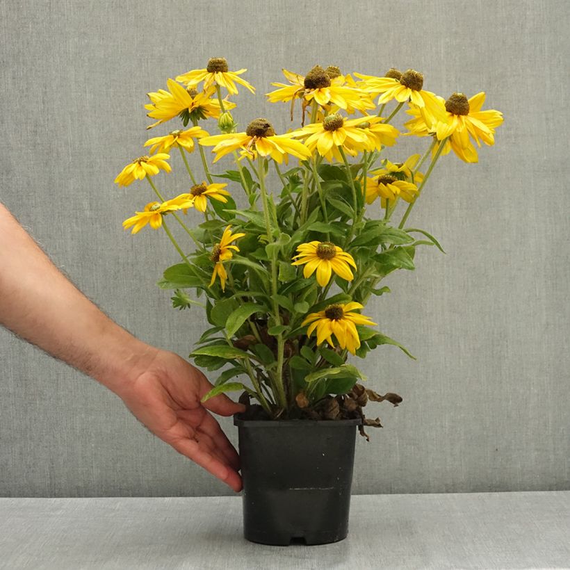 Rudbeckia hirta Sunbeckia Ophelia 2L/3L pot sample as delivered in summer