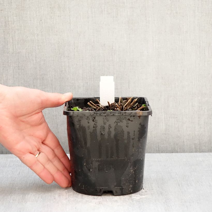 Rudbeckia fulgida var. sullivantii Little Goldstar 2L/3L pot sample as delivered in winter