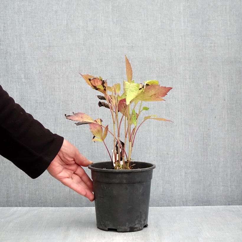 Rudbeckia laciniata 'Goldquelle' 2L/3L pot sample as delivered in autumn