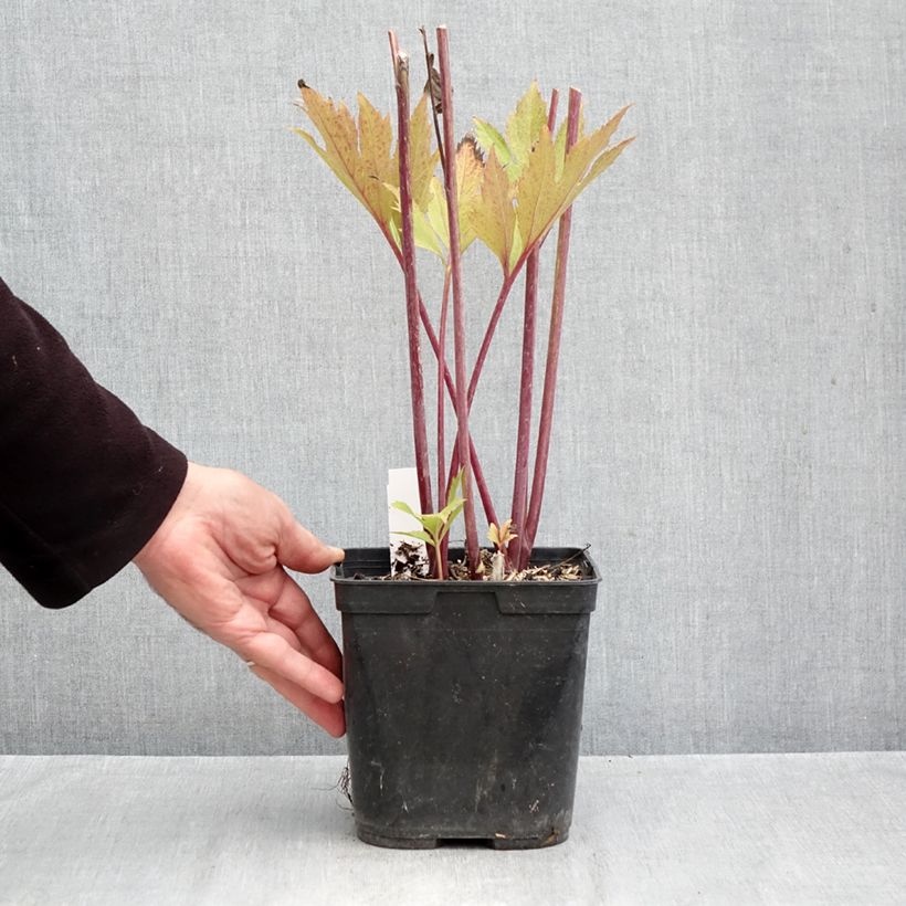 Rudbeckia nitida Herbstsonne 2L/3L pot sample as delivered in autumn