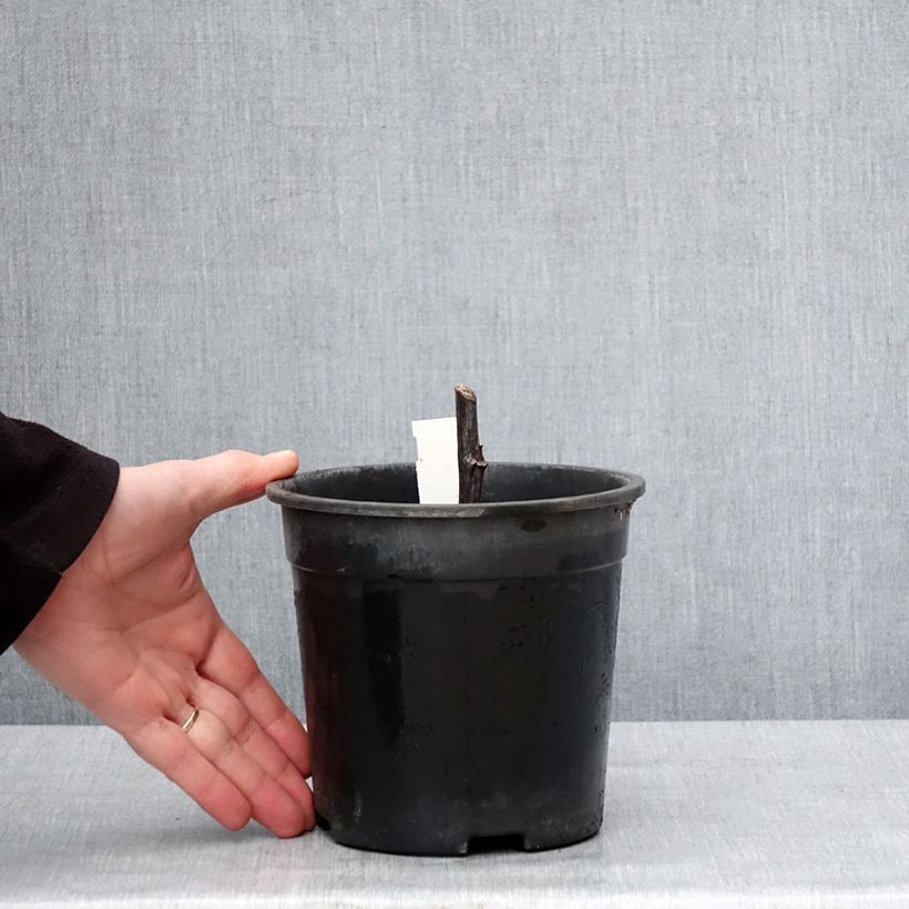 Rudbeckia nitida Herbstsonne 2L/3L pot sample as delivered in winter