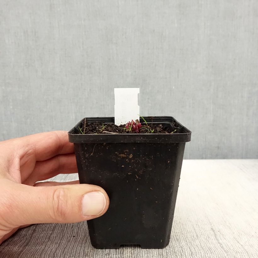 Ruellia humilis  8/9 cm pot sample as delivered in spring