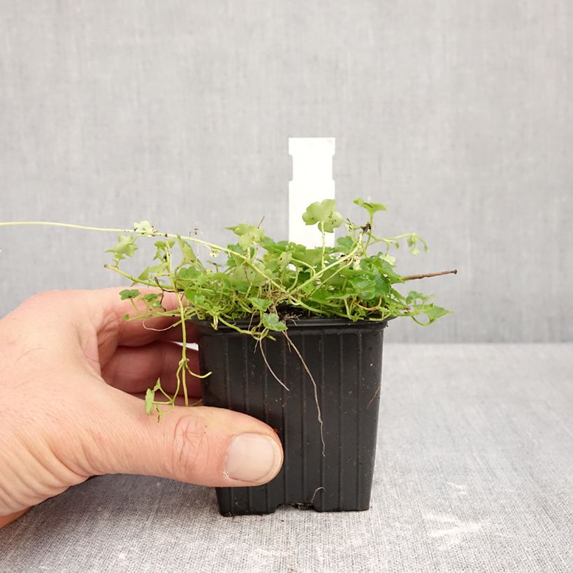 Cymbalaria muralis Alba - Ivy-leaved toadflax 8/9 cm pot sample as delivered in autumn