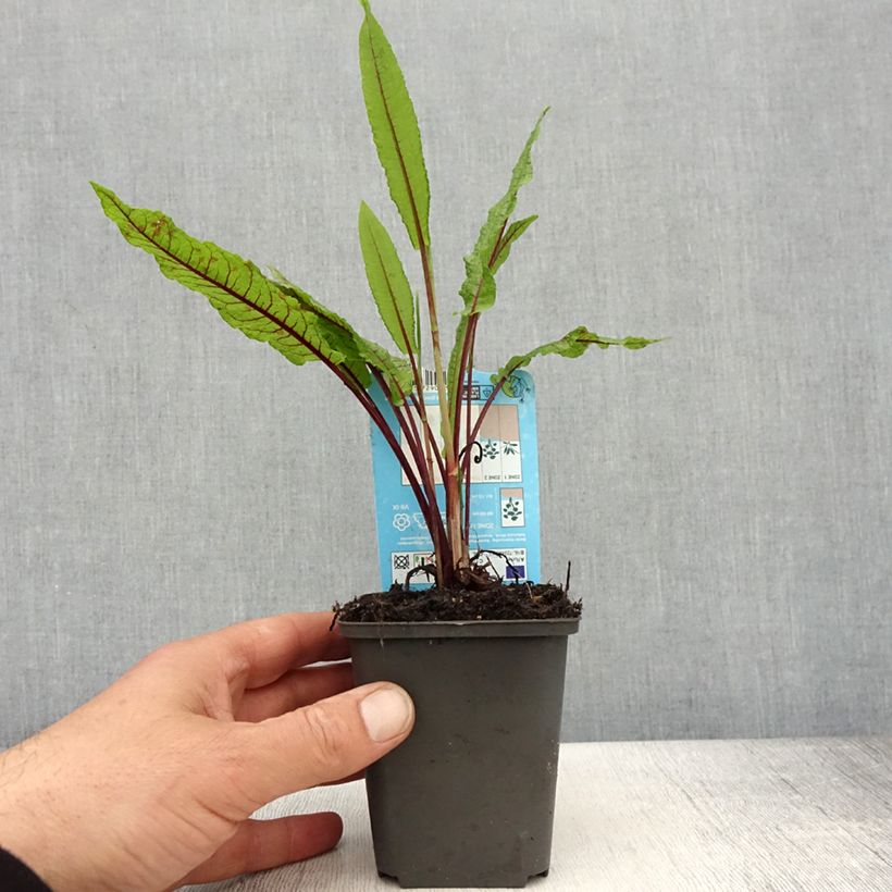 Rumex sauvignea - Pond sorrel 8/9 cm pot sample as delivered in spring