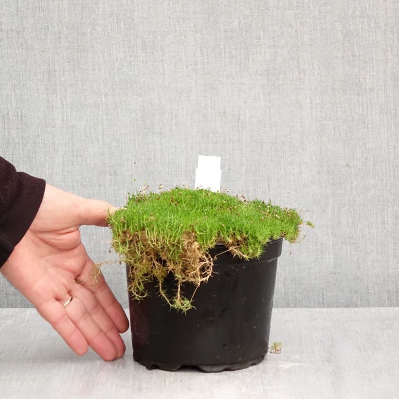 Sagina subulata 2L/3L pot sample as delivered in autumn