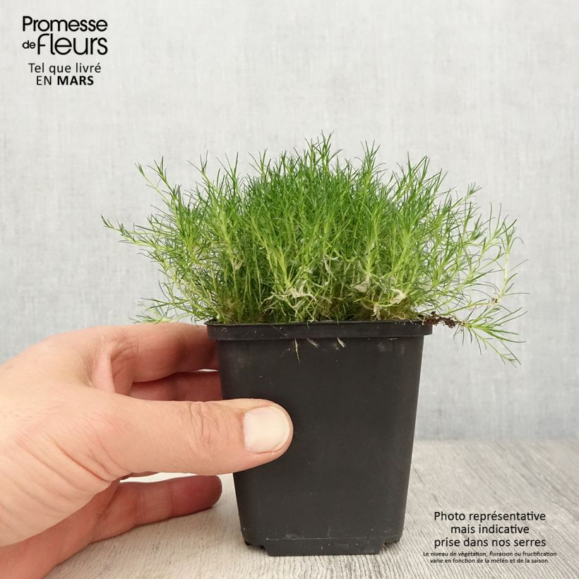 Sagina subulata Scottish Moss 8/9 cm pot sample as delivered in spring