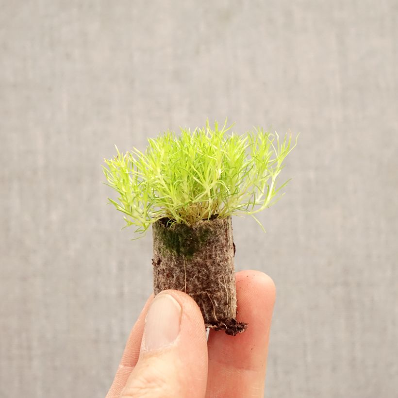 Sagina subulata Scottish Moss Plug plant 1.5/2.5 cm sample as delivered in spring