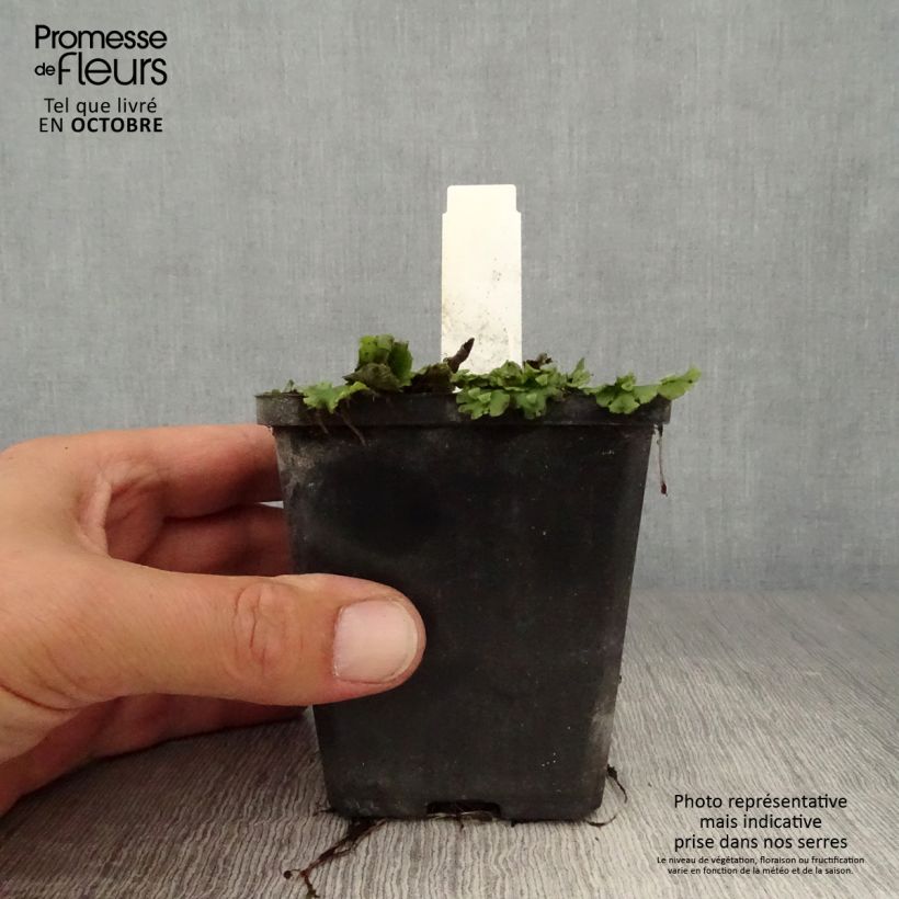 Sagittaria sagittifolia Flore Pleno 8/9 cm pot sample as delivered in autumn